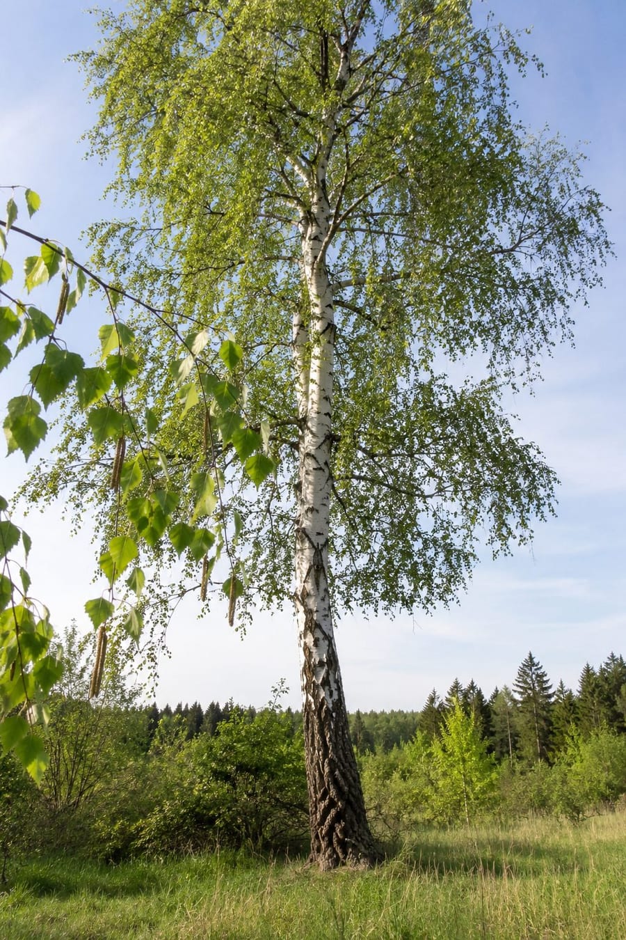 Breza – rastlina v naravi, list in cvet od blizu