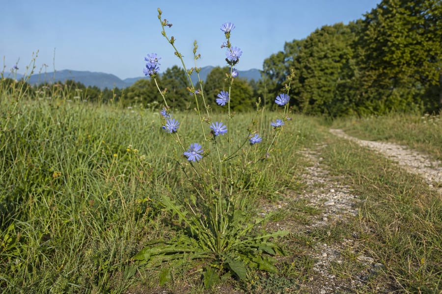 Potrošnik – rastlina v naravi, list in cvet od blizu