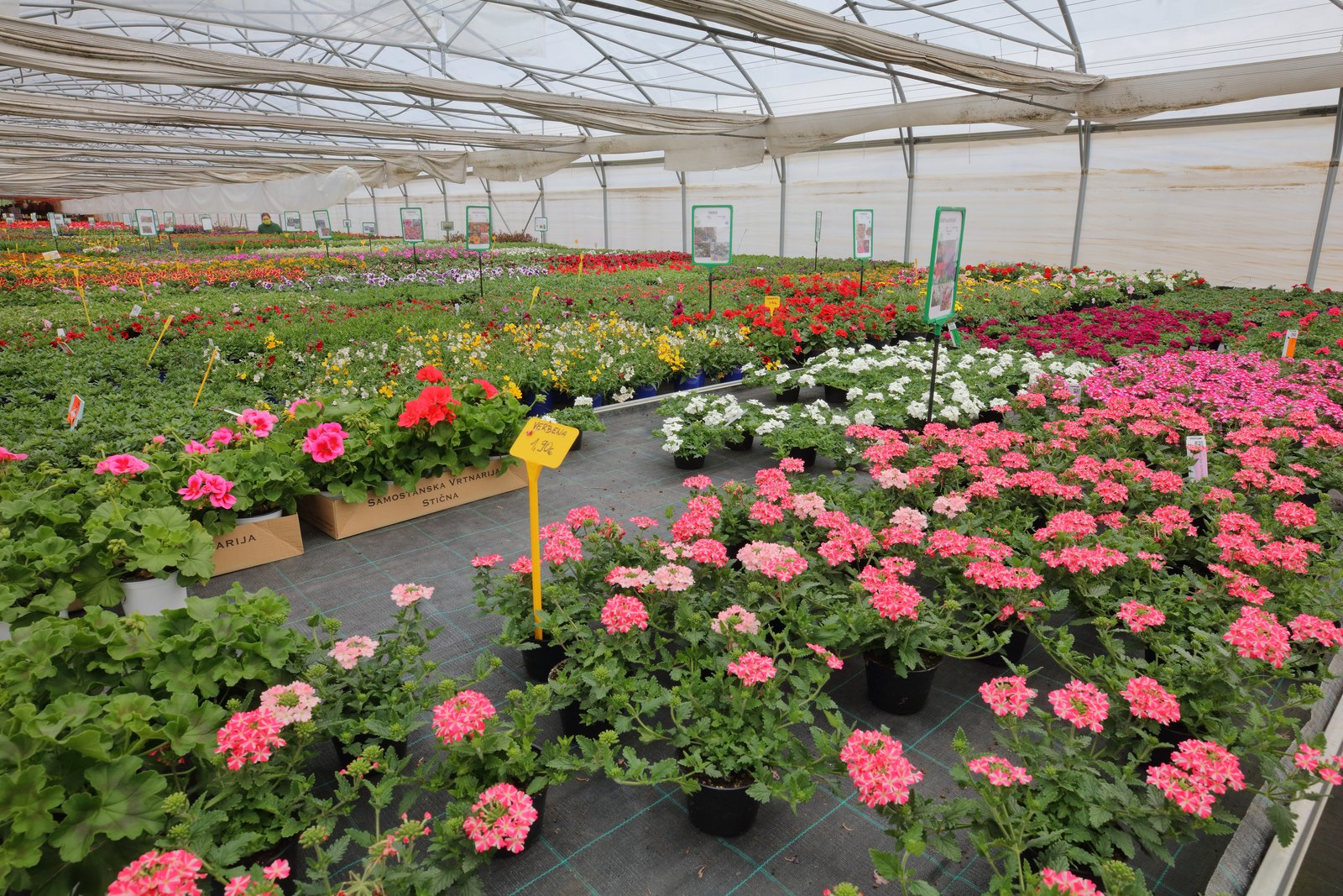 Ornamental and balcony flowers, ready for sale