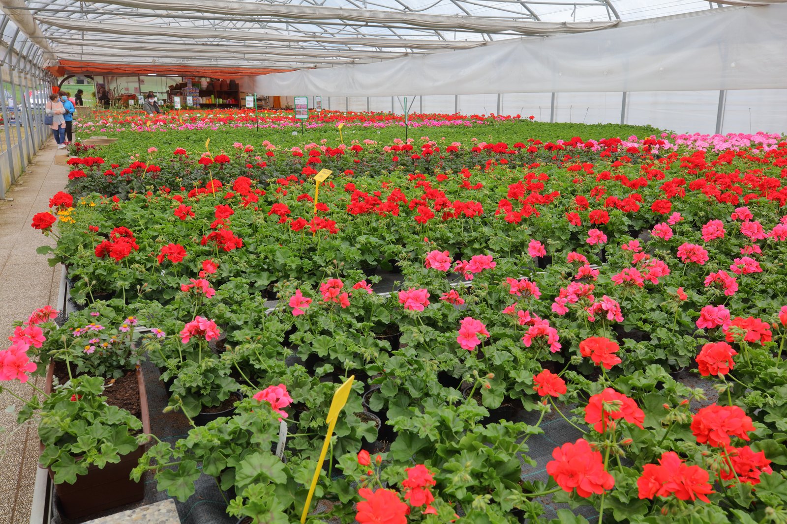 Inside a glasshouse, with balcony flowers in bloom