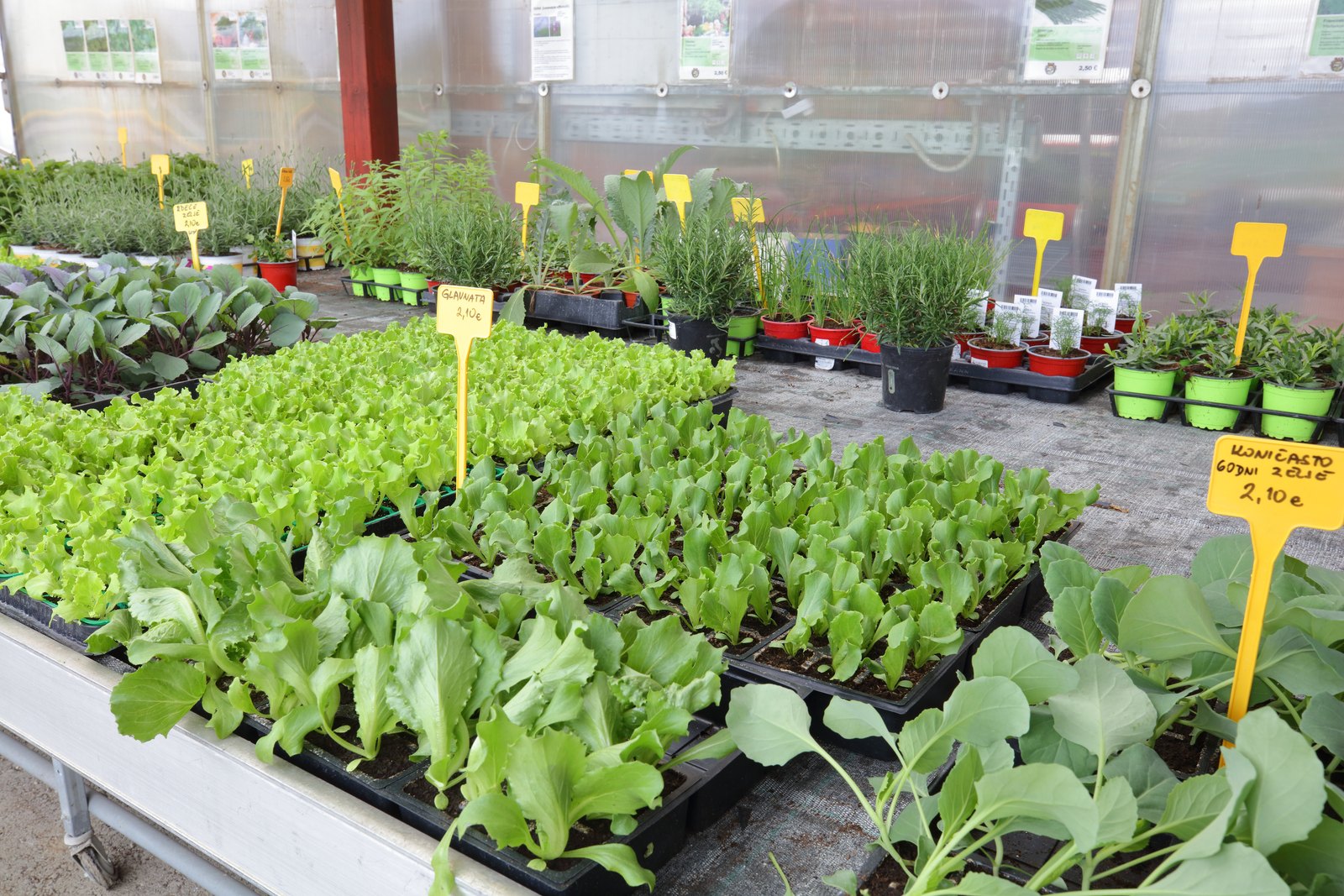 Lettuce and kohlrabi seedlings in growing trays
